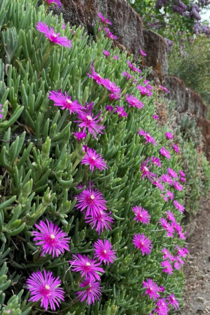 Делосперма купера Сузір’я | Delosperma cooperi Constellation | Делосперма купера Созвездие